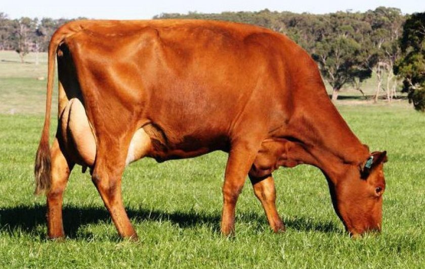27eca40ffd9719ee39b23a3d4ddb9f0c Червона степова порода корів: опис, догляд та годівля
