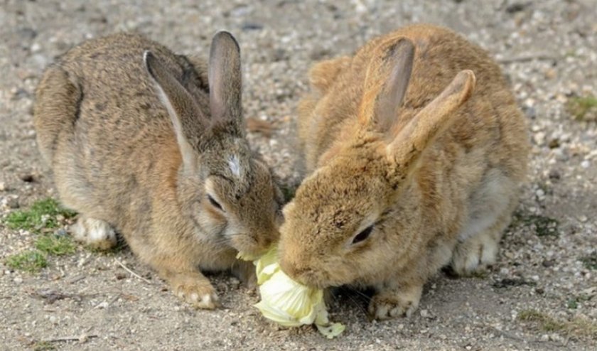 2810db712d3cf93a0e61fd1ded0e5774 Чи можна годувати кроликів капустою (кольоровий, пекінської, свіжої): користь і шкода, особливості раціону