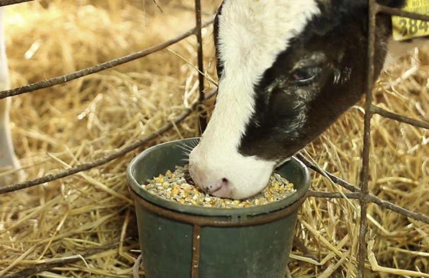 2887599b120f83bed956ea3b9363c3c3 Годівля корів у зимовий період (тільних, дійних) в домашніх умовах: норми і правильний раціон