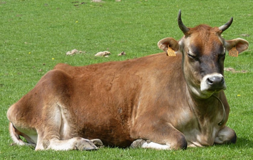 28b6dedd86b7af69f808bf63fea6624d Джерсейская порода корів: характеристика, плюси і мінуси, утримання та догляд