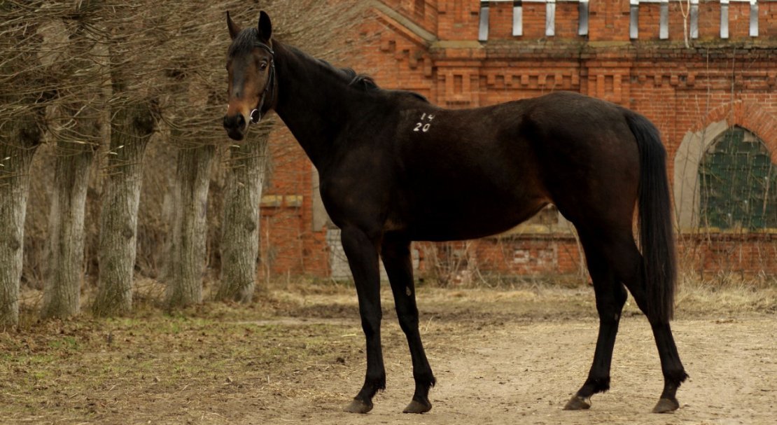 28bd48b84f03adfb449ef3a88057eee8 Російська верхова порода коней: опис і характеристика, особливості утримання і догляду, фото
