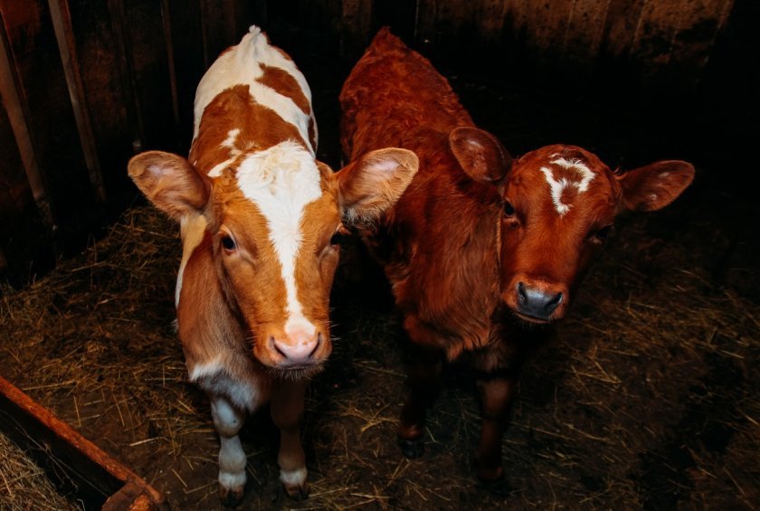 29529b7afd00c0a2dc1530ed352d1df5 Розведення биків на мясо для початківців: в домашніх умовах, вирощування як бізнес, плюси і мінуси, відео