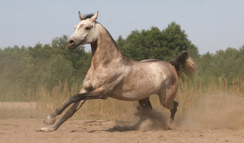 2962726a99b6f83fac1ad0f424c31db3 Арабська порода коней: характеристика, зміст і догляд, профілактика хвороб, фото