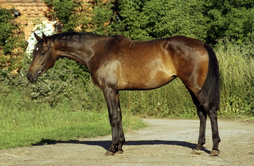 29a3ff2cc43e09d15fa07a1d588b8d0a Російська верхова порода коней: опис і характеристика, особливості утримання і догляду, фото