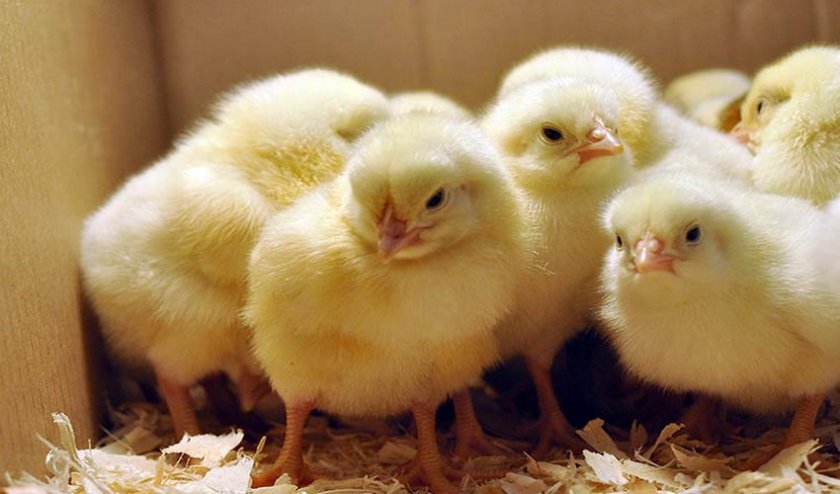 29b1cb8790cca57728cb4d1a74158422 Як визначити стать курчати: по яйцю, по крилах, по пірю, ефективні способи, відео