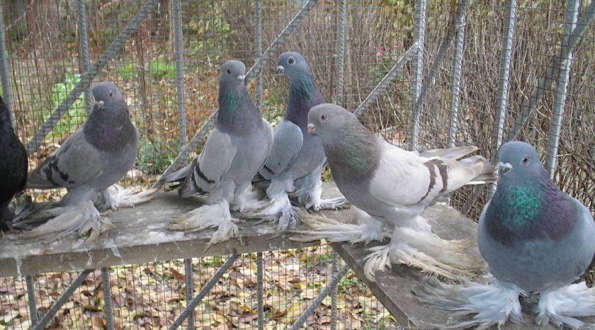 29bde75a3123f0492644566690c1f993 Чим годувати голубів в домашніх умовах: скільки раз у день, що можна і що не можна, фото