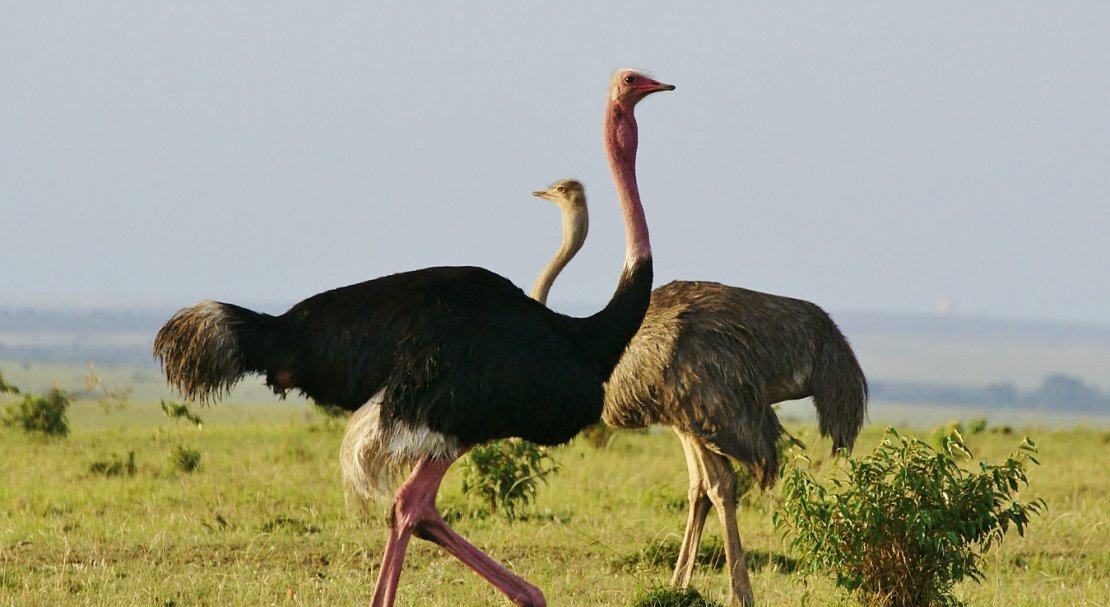 29f3486dd7cacaf80b59770b9167d268 Африканський страус: опис, вага, зріст, фото