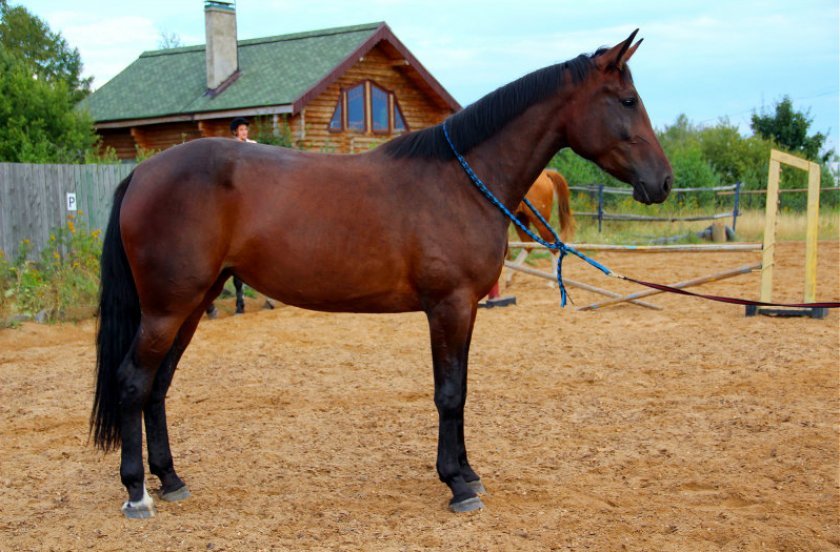 29fc60e0a6a93fa762afe79216218611 Російський рисак порода коня, опис та характеристики, особливості догляду, фото