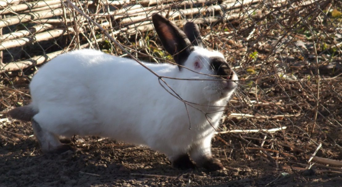 2a2a1d4bc1f62da3f941d05fa3fe3661 Каліфорнійські кролі: опис та характеристика породи, вага, розміри, чим годувати, розведення та утримання в домашніх умовах, фото, відео