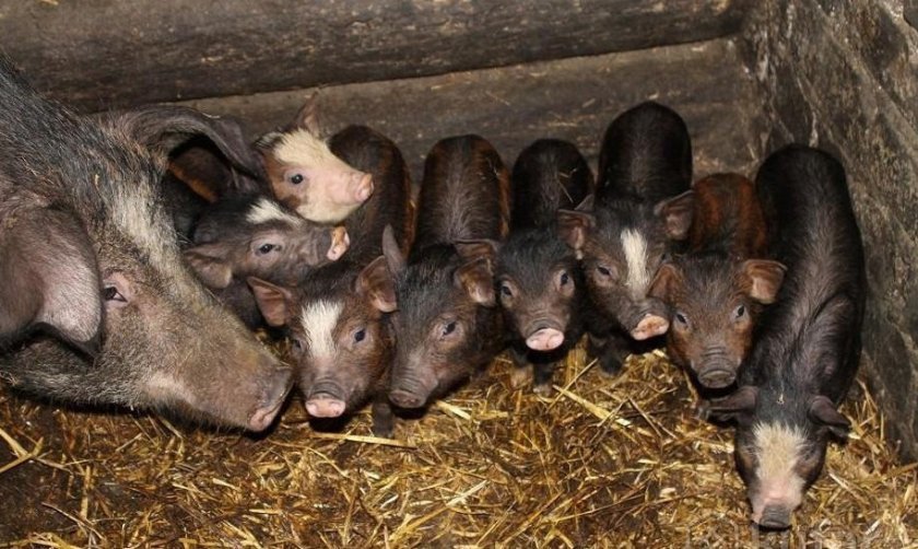 2ab84c7b799d0000176b20599fae118c Порода свиней свині беконні: опис та характеристика з фото, зміст, догляд, годування до забою, відео
