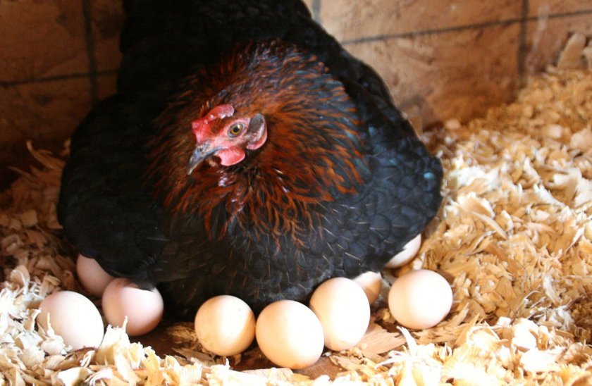 2ae438e2301b0ec9b31f8821e6961493 Скільки яєць несе курка в день (в домашніх умовах, на птахофабриці): як часто, коли починають нестися, як підвищити несучість