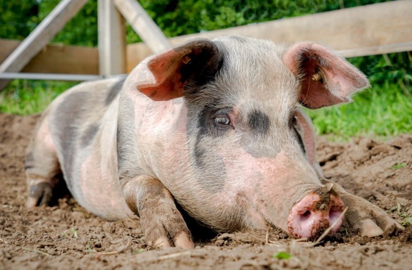 2b3cf514e440083bc7986e00704d56b5 Ландрас — порода свиней: характеристика і опис з фото, особливості розведення, годівлі та догляду, відео