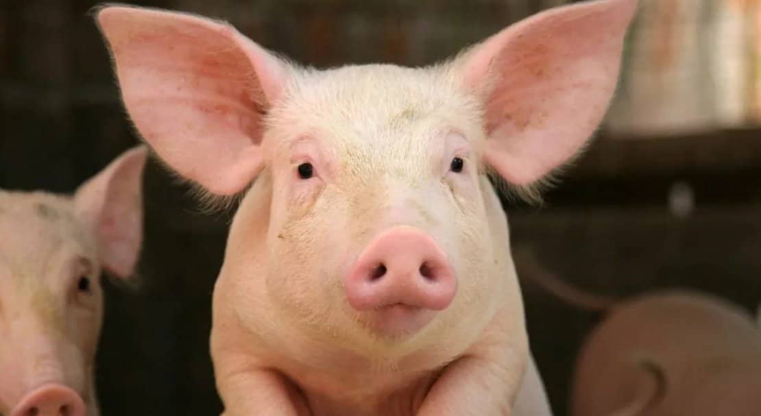 2bc829e7868ce3106b27a779aac5255e Ландрас — порода свиней: характеристика і опис з фото, особливості розведення, годівлі та догляду, відео