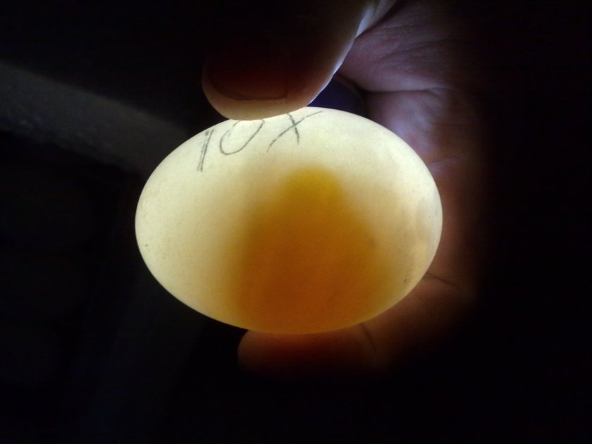 2bcf21875765696e3471b23c115c339e Овоскопирование яєць по днях (курячих, перепелиних, гусячих, індичих, качиних): під час інкубації, який показник не враховується, фото, відео