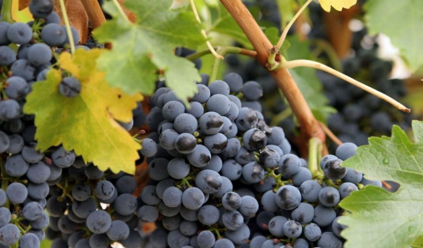 2c955b6e4578ef13d10bd16d28c14403 Кращі сорти винограду для Сибіру: опис і особливості вирощування, фото