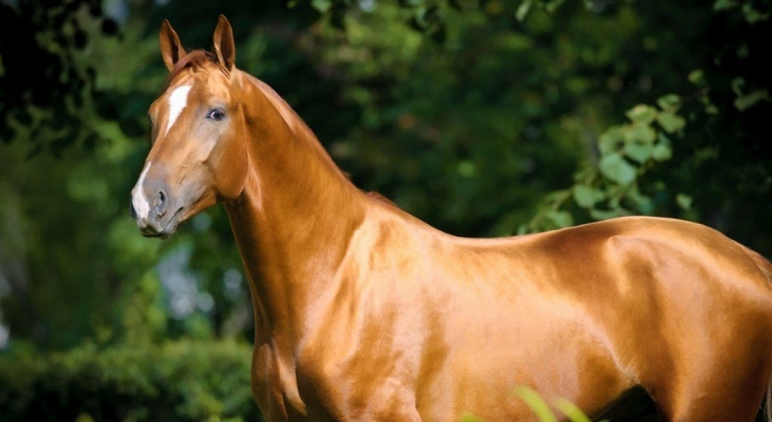 2d353138c4290c72fca69bcc2d9d9e36 Донська кінь: характеристика і опис породи, розведення і догляд, фото, відео