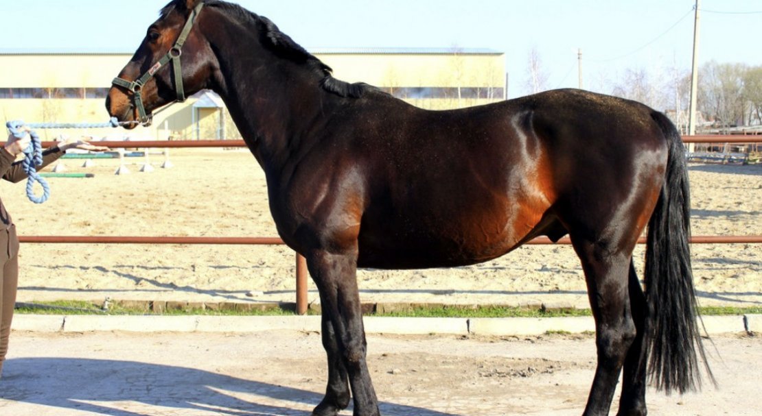 2e7c5465d7909e12b3b510058383e2c6 Російська верхова порода коней: опис і характеристика, особливості утримання і догляду, фото