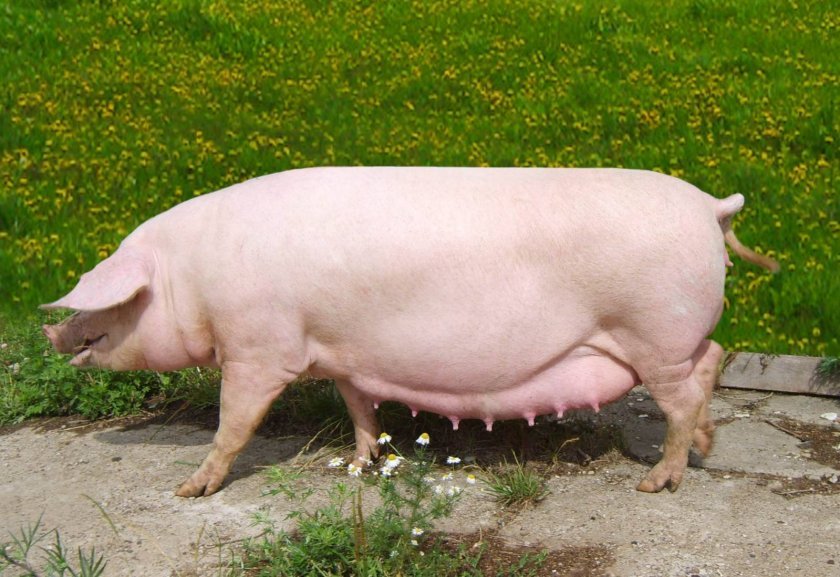 2e91c10b4da012f90233d044e1546121 Мясні породи свиней та їх характеристика