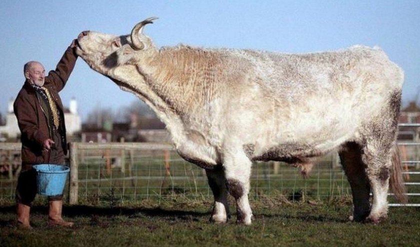 2ea5e5d32683320812e7d8de00cdf2c1 Скільки важить корова, бик, теля: середні показники, розрахунок ваги, рекордсмени по вазі