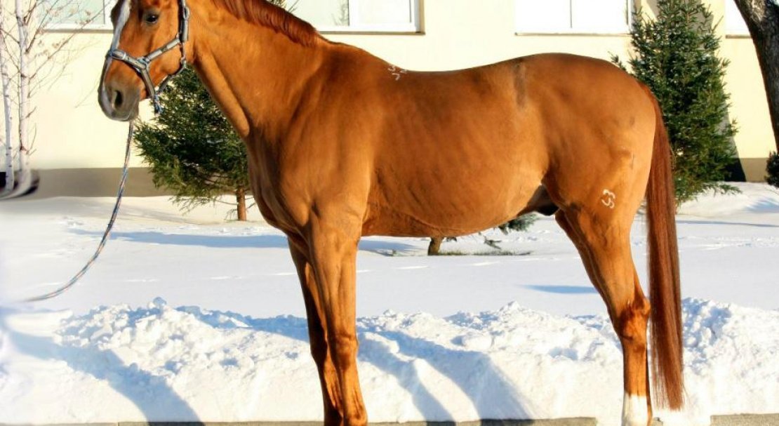 2ec43deb986df1bb6a2148d7cda413a2 Буденновская порода коней: характеристика, зміст і догляд, фото