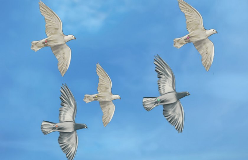 2f07c21910905221c54796c7b298361f Поштовий голуб: опис порід, як знають куди, скільки і з якою швидкість може летіти, особливості розведення та утримання, картинки, фото, відео