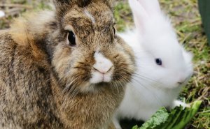 2f0bad3e68f90b63bbf9a3bb6d897093 Вагітність у кроликів: скільки триває, як визначити, окріл кролиці