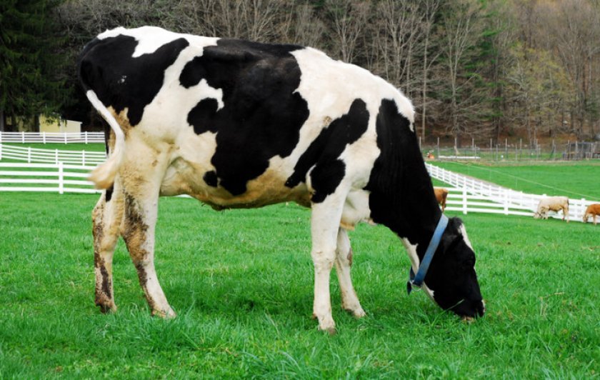 2f47c026a731945a871afa0e6abb6c07 Голштинська (голштино фризька) порода корів: характеристика, фото, молочна продуктивність, раціон годування, догляд