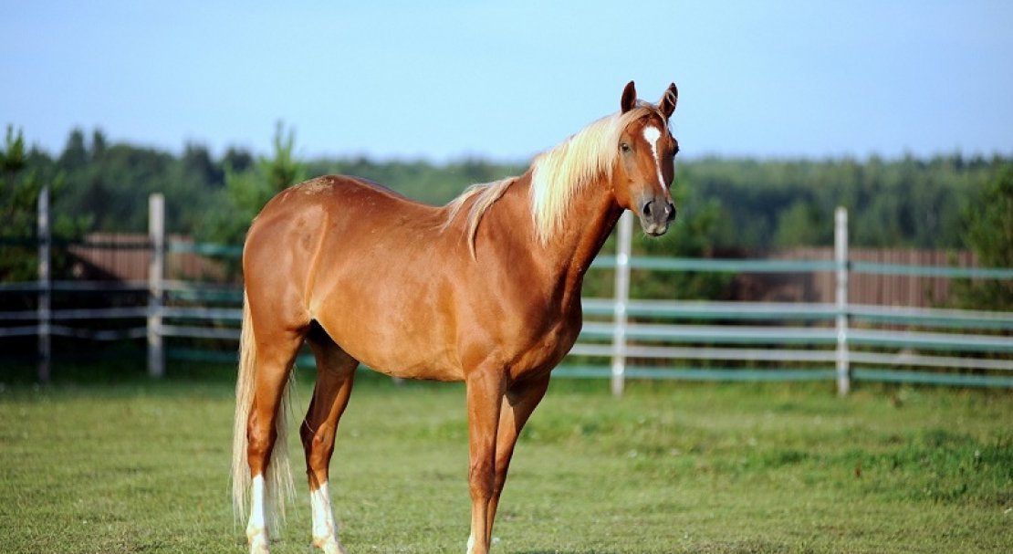 2f64d17d466c71fcae8742c2a6f25851 Тракененская порода коней: характеристика та фото, умови утримання та догляду
