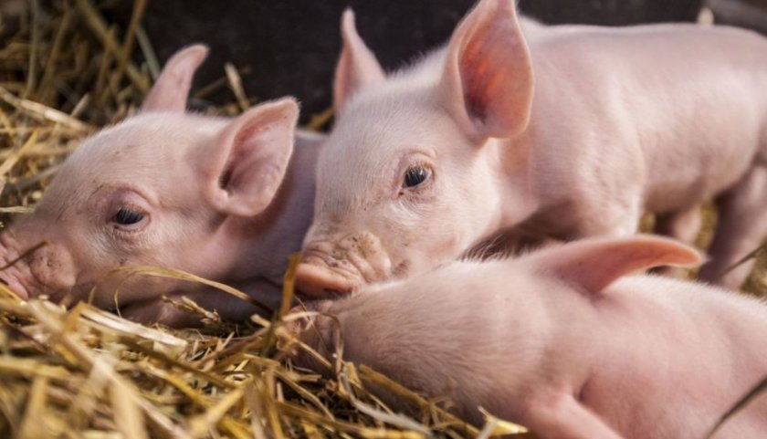 2fd3879b4ab046da62e7d81c199942b5 Самий ефективний відгодівля свиней в домашніх умовах: норми годівлі, технології, як скласти раціон, особливості вирощування та утримання