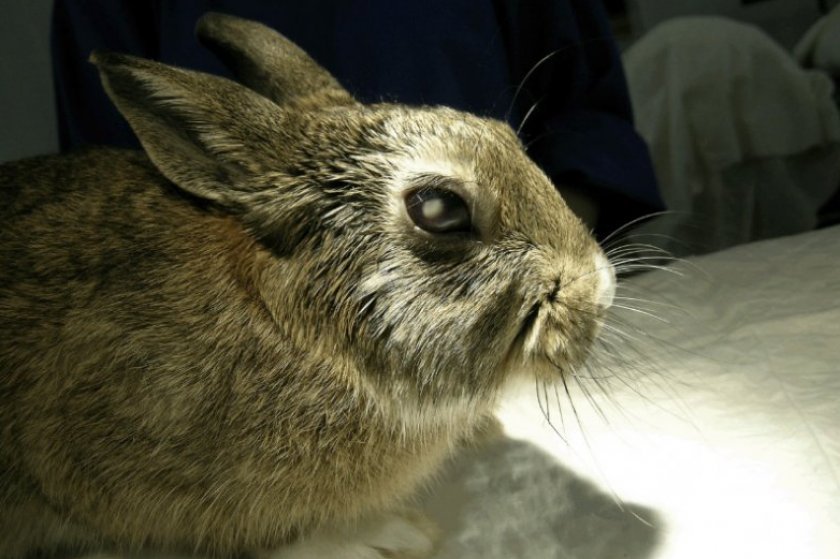 305b1548c3dd8ac195a1791b779a110f Хвороби очей у кроликів: симптоми і лікування, опис та причини, фото