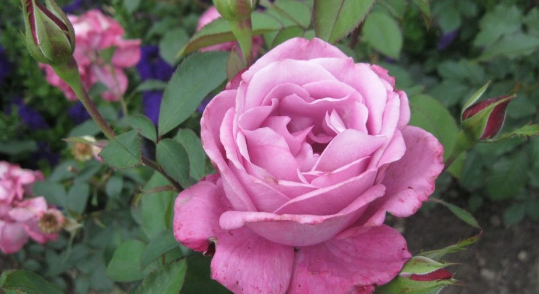 311f3d585bba9aa63674021337672bd4 Роза вюнка Индиголетта: фото і опис, посадка й догляд, цвітіння