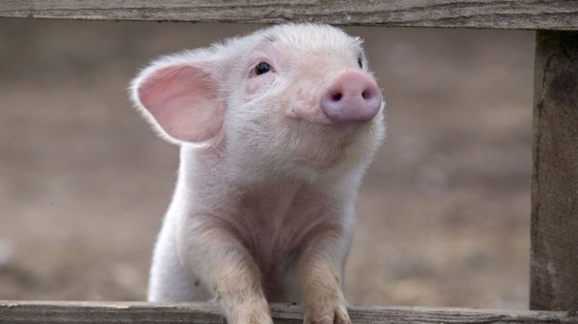 3129bc9583b97963745e09a6e709fd82 Самий ефективний відгодівля свиней в домашніх умовах: норми годівлі, технології, як скласти раціон, особливості вирощування та утримання