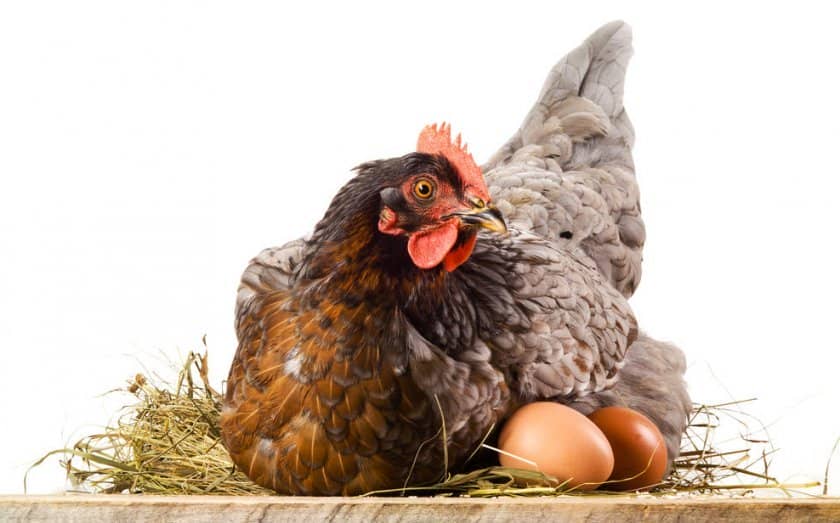 31bee2386d7d1ddac91ae97d9d9826c2 Скільки яєць несе курка в день (в домашніх умовах, на птахофабриці): як часто, коли починають нестися, як підвищити несучість