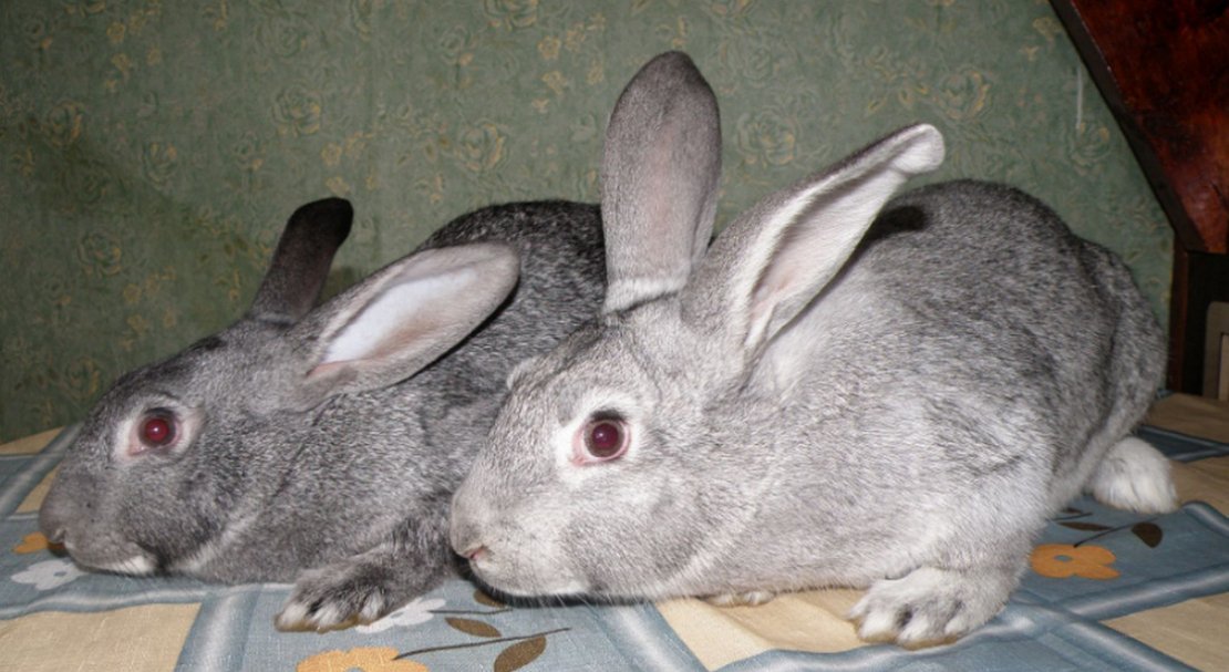 31c4acd9d43280c308779ddbf008686b Радянська шиншила (порода кроликів): опис, фото, вага, розведення та годування
