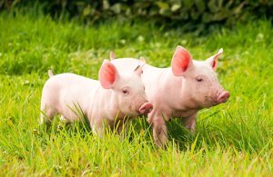 3273ec898b3c8ad768188c7e0da44b90 Ландрас — порода свиней: характеристика і опис з фото, особливості розведення, годівлі та догляду, відео