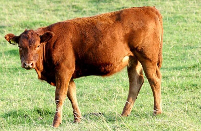 3282d7c861d9635832ef9bb46a2341c1 Розведення биків на мясо для початківців: в домашніх умовах, вирощування як бізнес, плюси і мінуси, відео