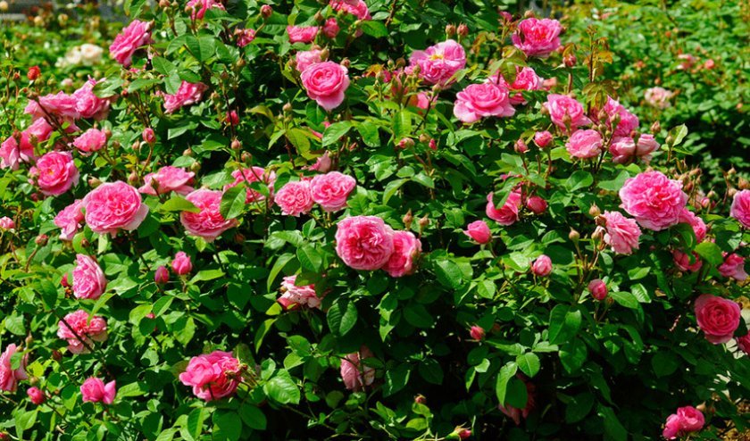 32c639b2e3e8a4acc086115a7feafce6 Англійські троянди: опис з фото, особливості посадки, догляду та вирощування