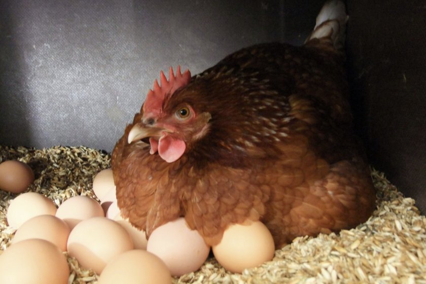 32e68d7e4ef53625141c5708e4923c58 Чому кури перестали нести яйця восени: причини, методи вирішення проблем і корисні рекомендації