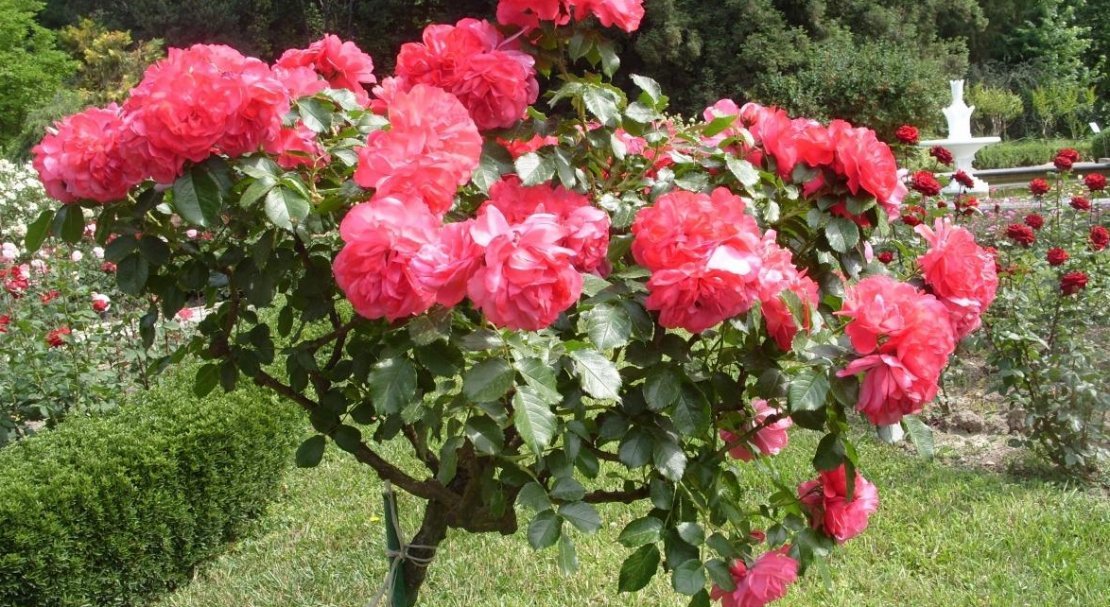 3338e360b30e157d8abc02549f3a6b96 Штамбова роза: особливості, посадка й догляд, як виростити, як вкривати на зиму, обрізка, фото, відео