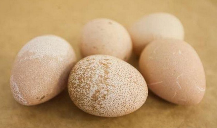 337f389486bb8cbb421d6d98707ea4d1 Яйця цесарки: користь і шкода, калорійність, як виглядають, розмір, вагу, як правильно готувати і скільки варити, фото
