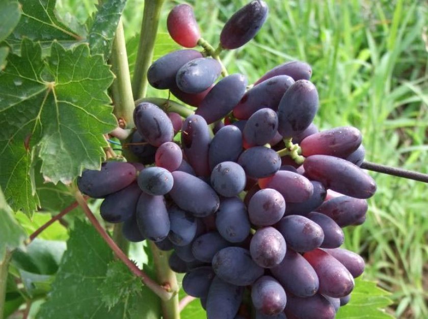 3380e466f233bd126076306331d5819d Виноград Красохиной: характеристика сортів, вирощування і догляд, фото
