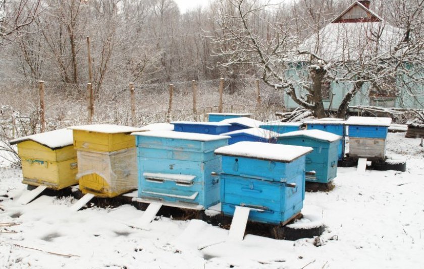 33eb2d9210b7957024d4e5fb6f24b320 Зимівля бджіл: як організувати і підготувати бджіл до зимівлі, зимівля на волі під снігом, відео