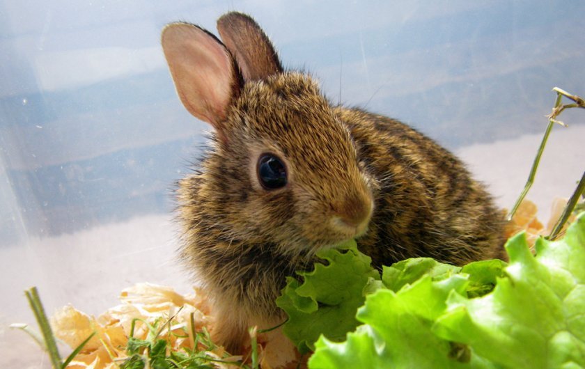 340de62b1adb08122f8cf86834b486f5 Що їдять карликові кролики: дозволені і заборонені корми, особливості годівлі