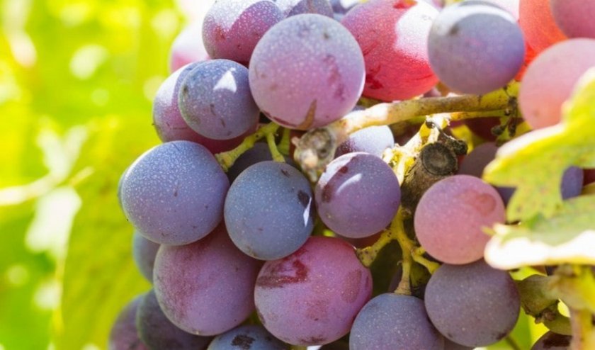 34125a8b847d6efbbf30ee056be0e879 Кращі сорти винограду для Сибіру: опис і особливості вирощування, фото