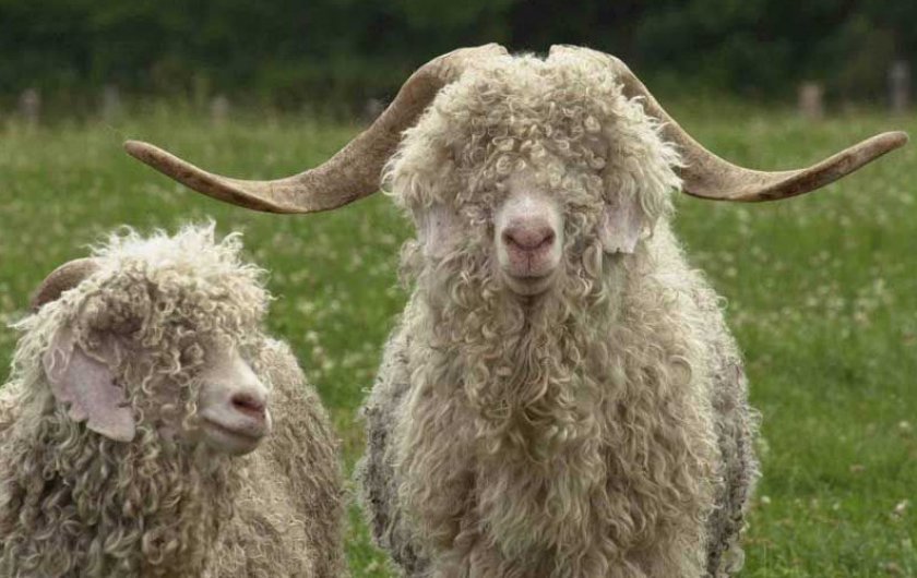34e2dddedeb7f976fb18c56458e11140 Ангорська коза: опис та характеристика кіз, відмінності від інших видів, особливості утримання і догляду, як отримати шерсть, фото