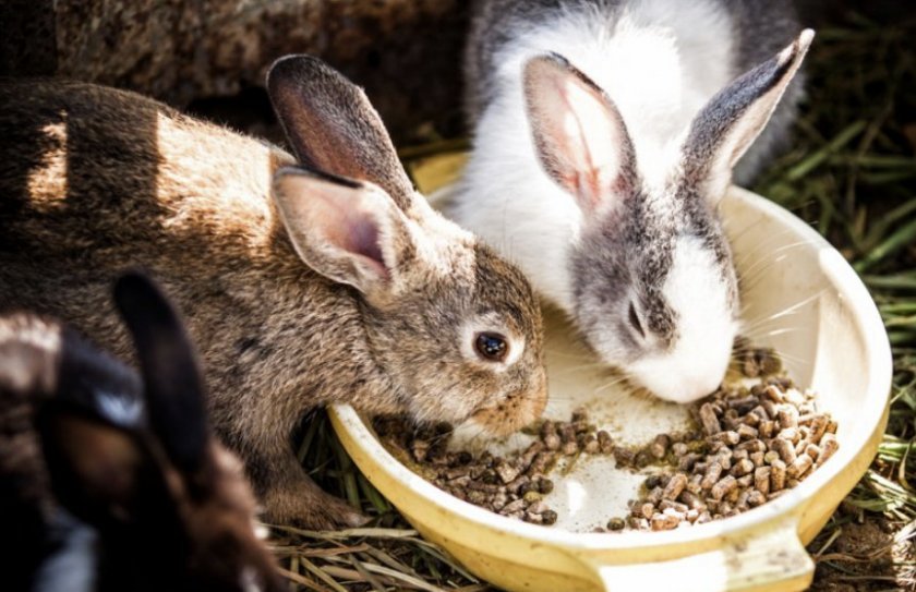 35c3733cefbf202093013efe09498c33 Чи можна давати кроликам кавунові кірки: особливості харчування, корисні рекомендації