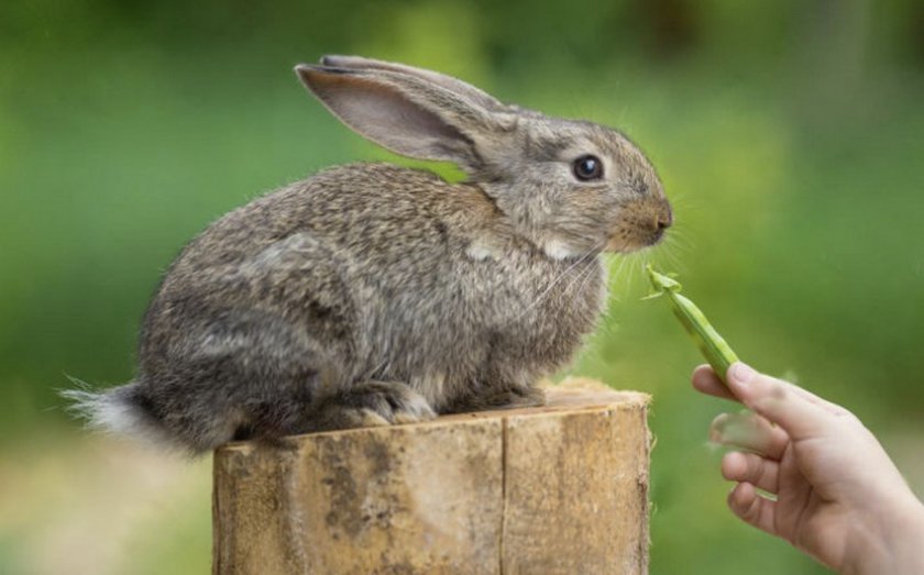 361ccd06747d24ecd45ae35ed4763a86 Що можна і що не можна годувати кроликів в домашніх умовах: якими рослинам і кормами, чому не можна годувати свіжою травою