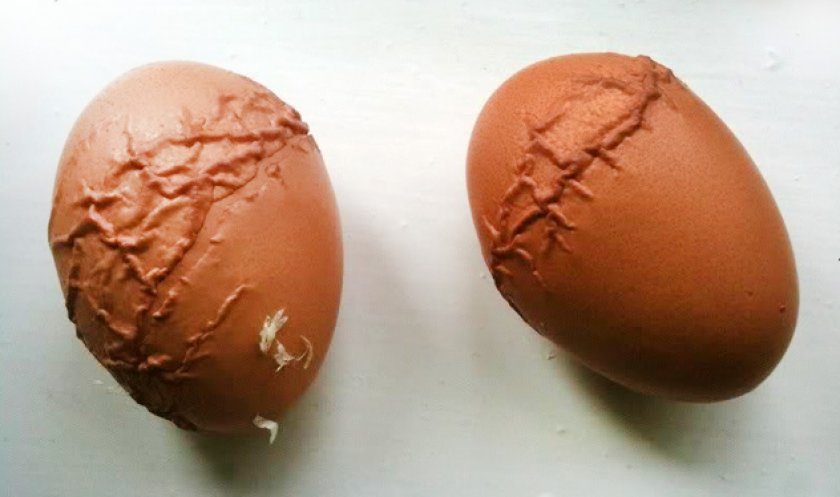 3659c5742d1a84a6ed4fdbd872e65271 Тонка шкаралупа у курячого яйця: в чому причина, що робити, чим годувати