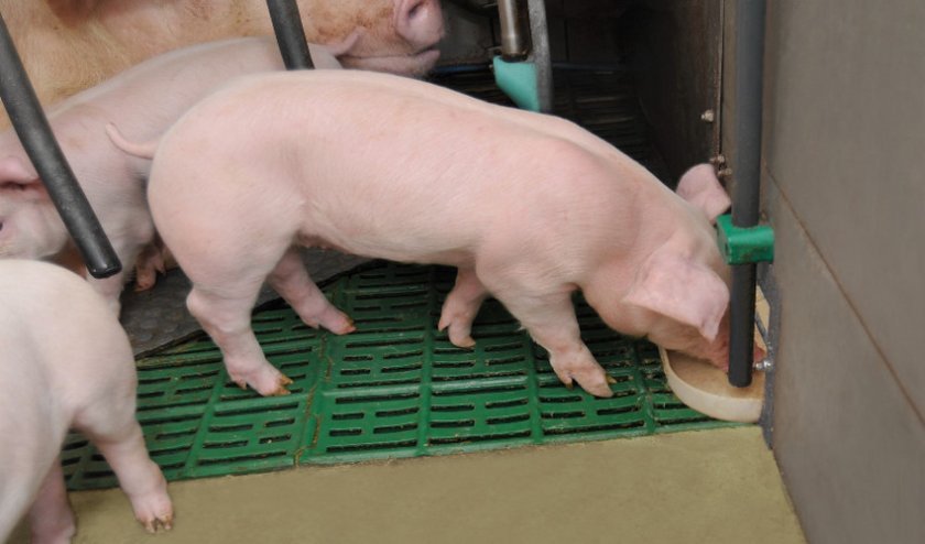 36a463dde625d833a91f392627224aa6 Годування свиней в домашніх умовах: раціон і норми, чим можна годувати