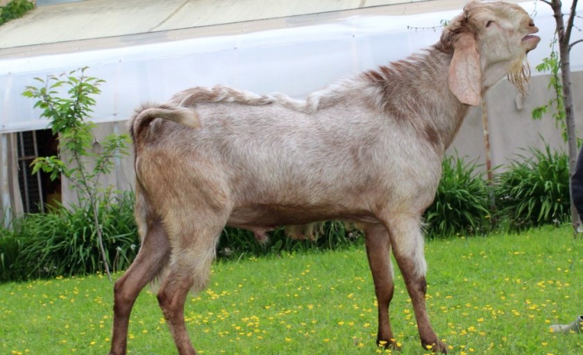 36ae4817aea8bfc85acacc80dc488f74 Дамаська коза породи шамі: характеристика, особливості розведення в домашніх умовах